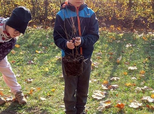 Nowe rośliny w przedszkolnym ogrodzie