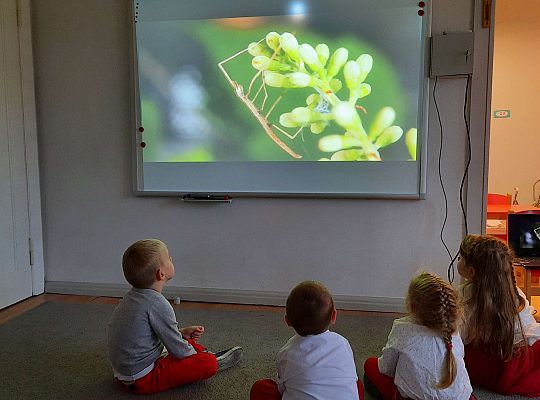 Gr III "Przyjaciele Zippiego"