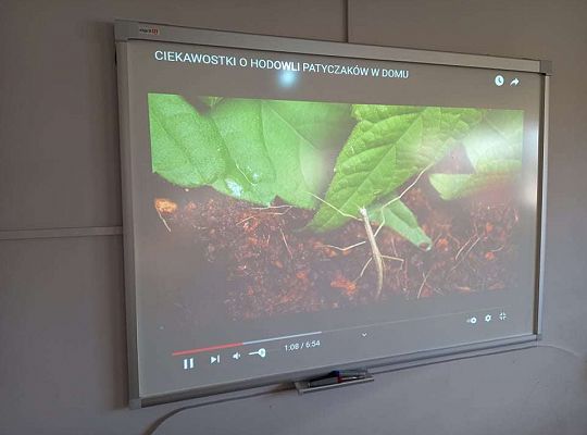 Gr. IV "Przyjaciele Zippiego"