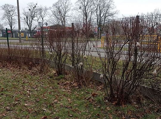 Gr. II Dokarmiamy ptaki