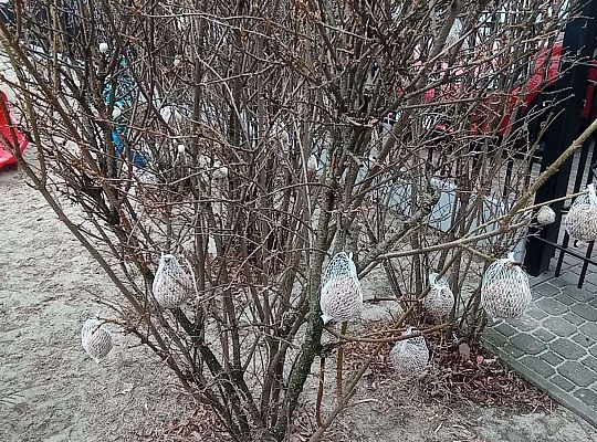 Gr. II Dokarmiamy ptaki