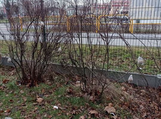 Gr. I Dokarmiamy ptaki