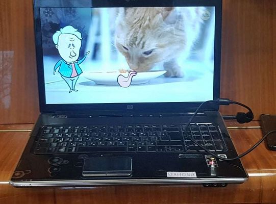 Gr. II "Dzień Kota"