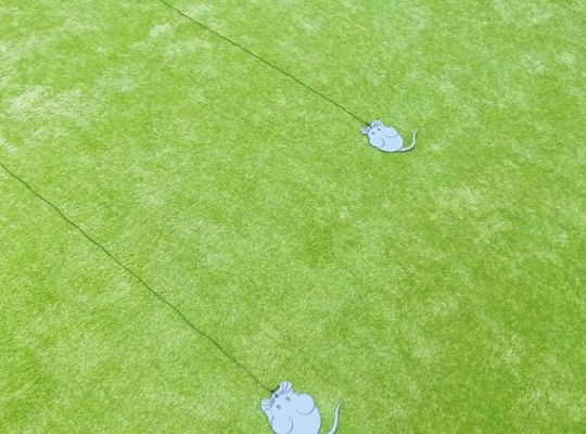 Gr. I " Dzień Kota"