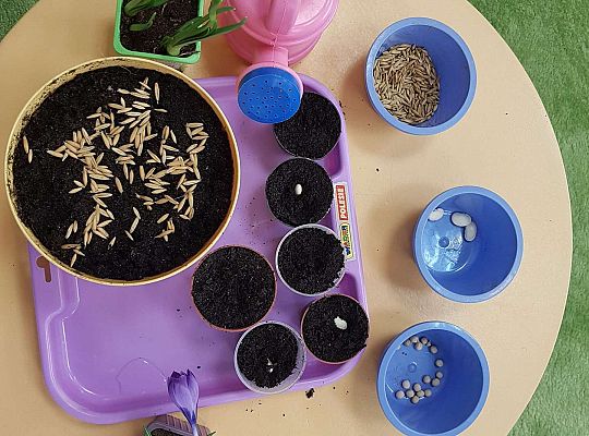 Gr.I "Od nasiona do rośliny"