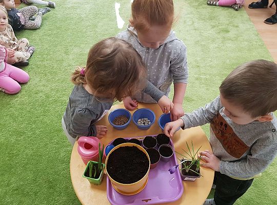 Gr.I "Od nasiona do rośliny"