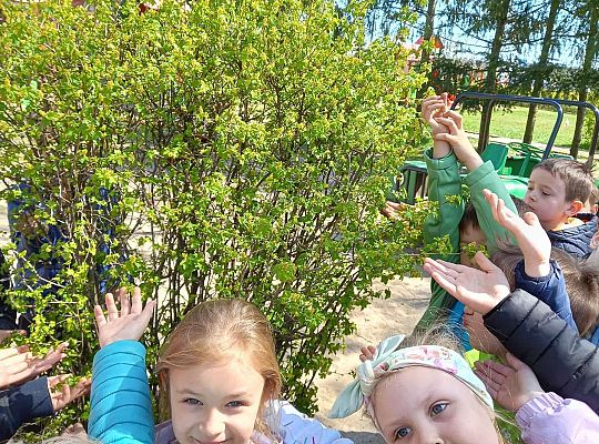 Gr. IV - Zajęcia z programu "Gramy zmysłami " - sensoryczny spacer