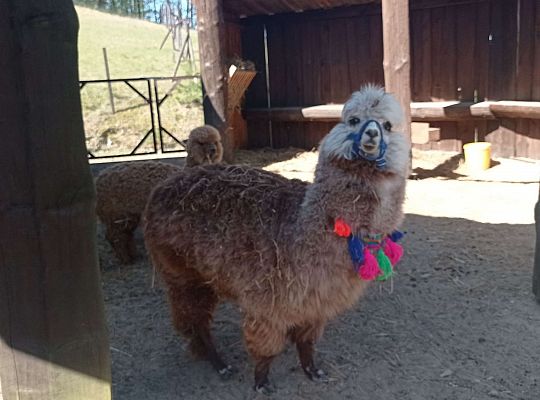 Gr. I i II Wycieczka do Tuchlina "Egzotyczne zoo"