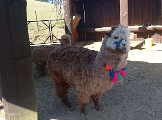 Gr. I i II Wycieczka do Tuchlina "Egzotyczne zoo"