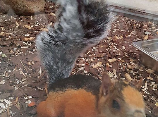 Gr. I i II Wycieczka do Tuchlina "Egzotyczne zoo"