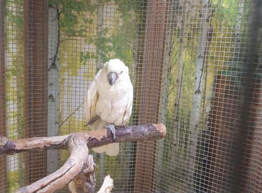 Gr. I i II Wycieczka do Tuchlina "Egzotyczne zoo"