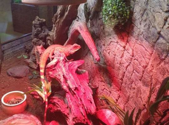 Gr. I i II Wycieczka do Tuchlina "Egzotyczne zoo"