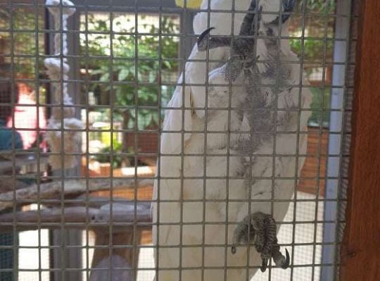 Gr. I i II Wycieczka do Tuchlina "Egzotyczne zoo"