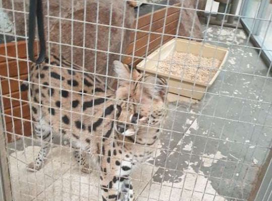 Gr. I i II Wycieczka do Tuchlina "Egzotyczne zoo"