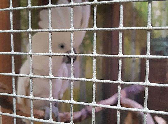 Gr. I i II Wycieczka do Tuchlina "Egzotyczne zoo"