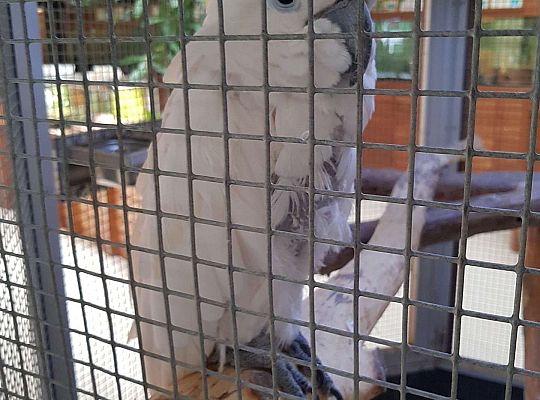 Gr. I i II Wycieczka do Tuchlina "Egzotyczne zoo"