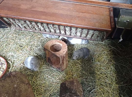 Gr. I i II Wycieczka do Tuchlina "Egzotyczne zoo"