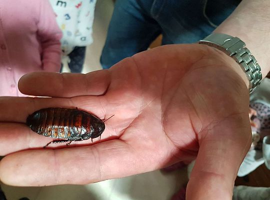 Gr. I i II Wycieczka do Tuchlina "Egzotyczne zoo"