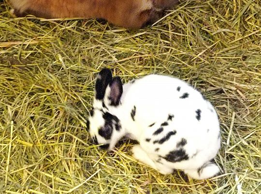 Gr. I i II Wycieczka do Tuchlina "Egzotyczne zoo"