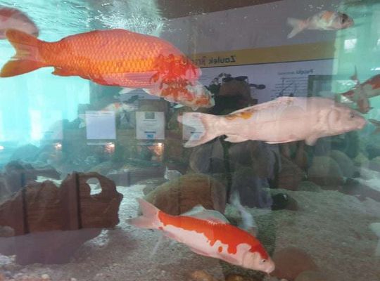 Gr. I i II Wycieczka do Tuchlina "Egzotyczne zoo"