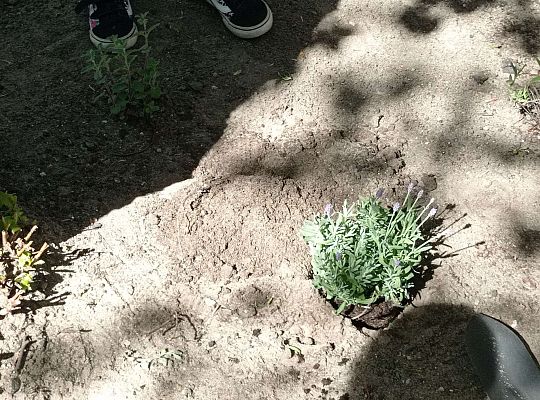 Gr .I Upiększamy nasz ogród