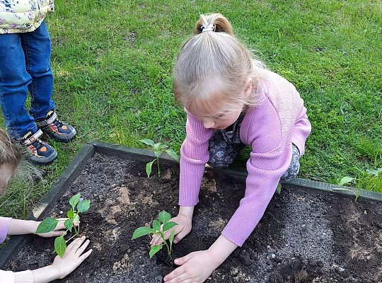 Gr III W naszym ogródeczku