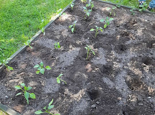 Gr III W naszym ogródeczku