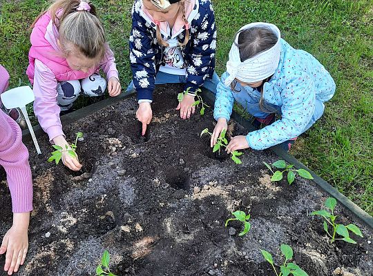 Gr III W naszym ogródeczku