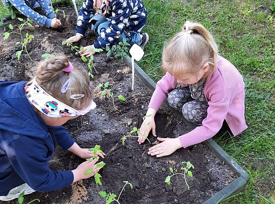 Gr III W naszym ogródeczku