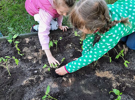 Gr III W naszym ogródeczku