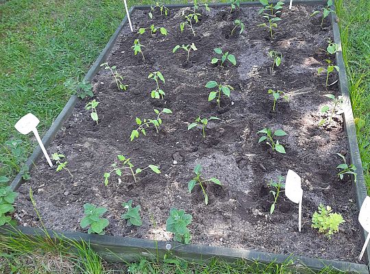 Gr III W naszym ogródeczku