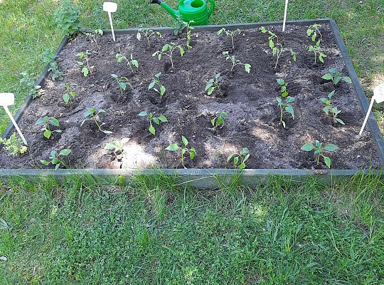 Gr III W naszym ogródeczku