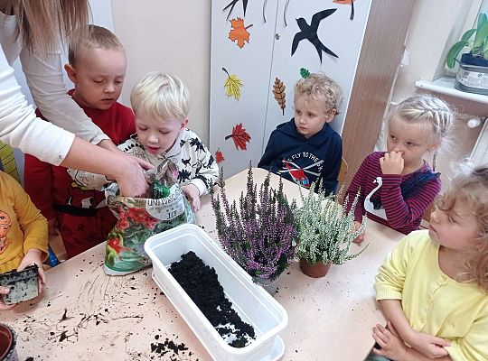 Gr. II "Sadzimy wrzosy"