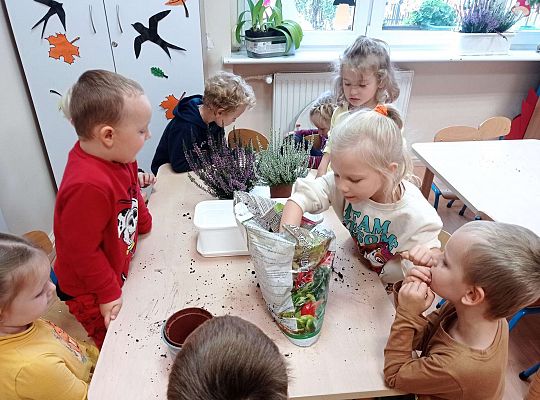 Gr. II "Sadzimy wrzosy"