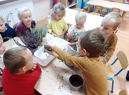 Gr. II "Sadzimy wrzosy"