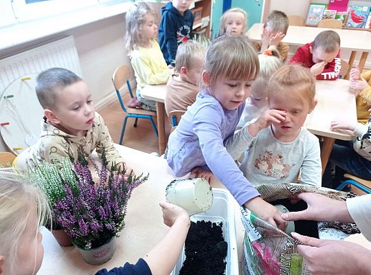 Gr. II "Sadzimy wrzosy"