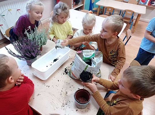 Gr. II "Sadzimy wrzosy"