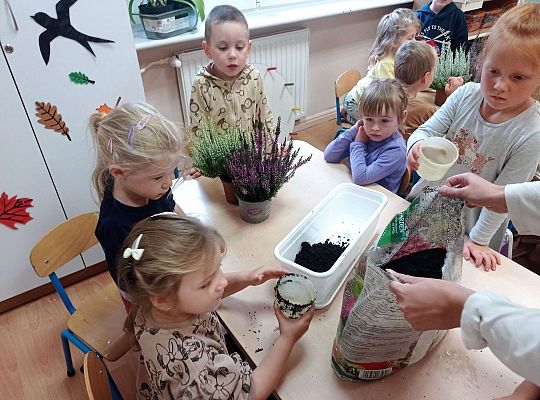 Gr. II "Sadzimy wrzosy"