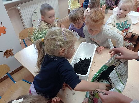 Gr. II "Sadzimy wrzosy"