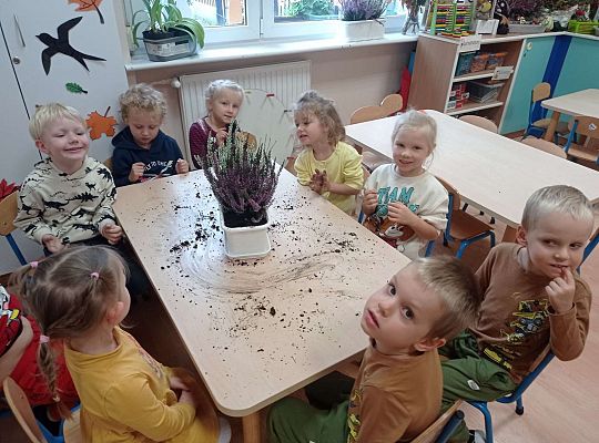 Gr. II "Sadzimy wrzosy"