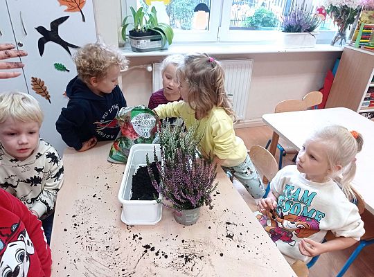 Gr. II "Sadzimy wrzosy"