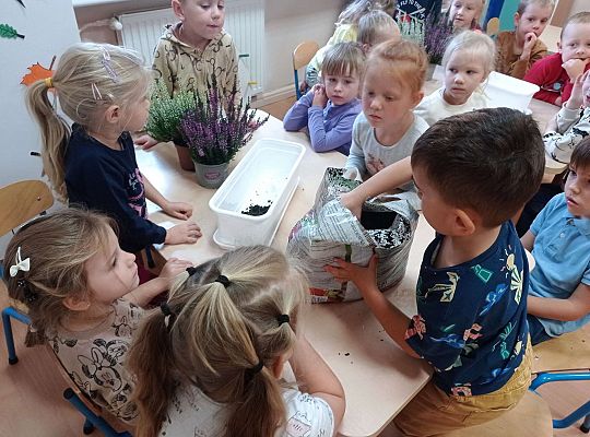 Gr. II "Sadzimy wrzosy"