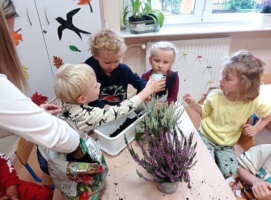 Gr. II "Sadzimy wrzosy"