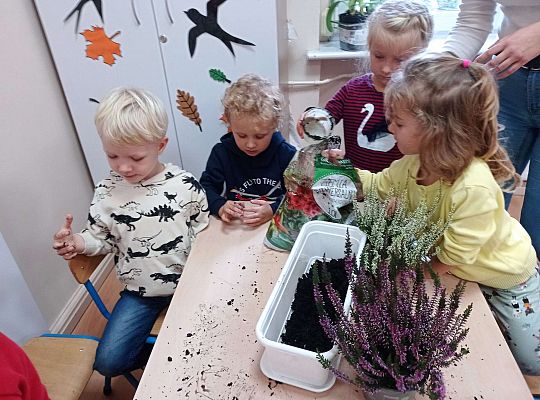 Gr. II "Sadzimy wrzosy"