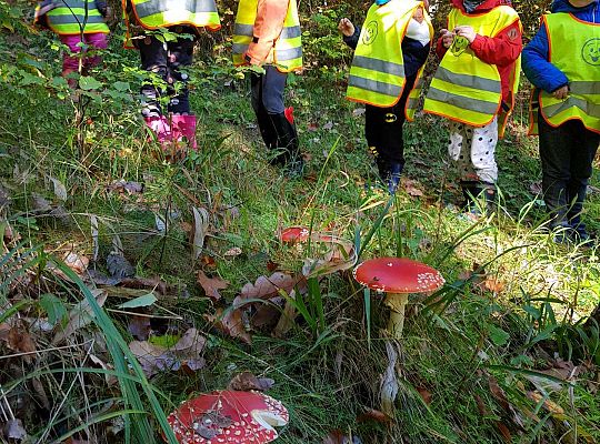 Wycieczka do Drętowa- poznajemy las, pracę leśniczego oraz sokolnika