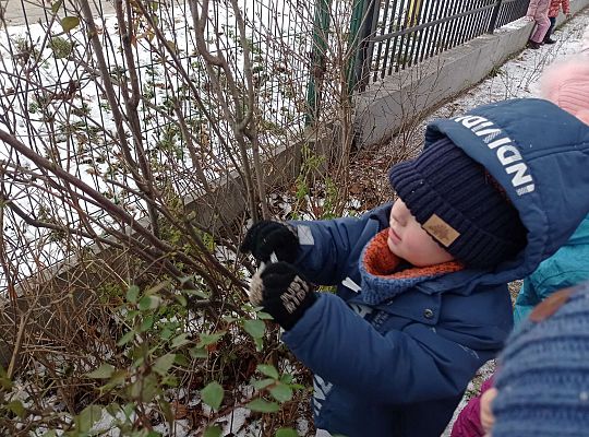 Gr. I i II " Pamiętamy o głodnych ptaszkach z naszej osady"