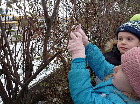 Gr. I i II " Pamiętamy o głodnych ptaszkach z naszej osady"