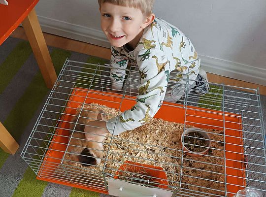 Chłopiec dotyka królika