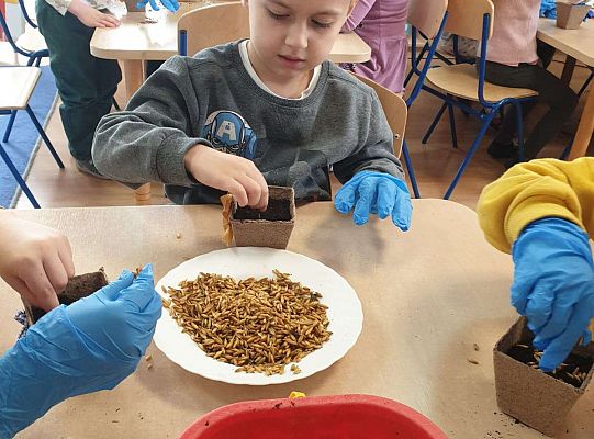 Gr. III Siejemy owies