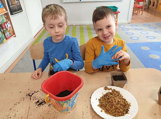 Chłopcy sieją owies